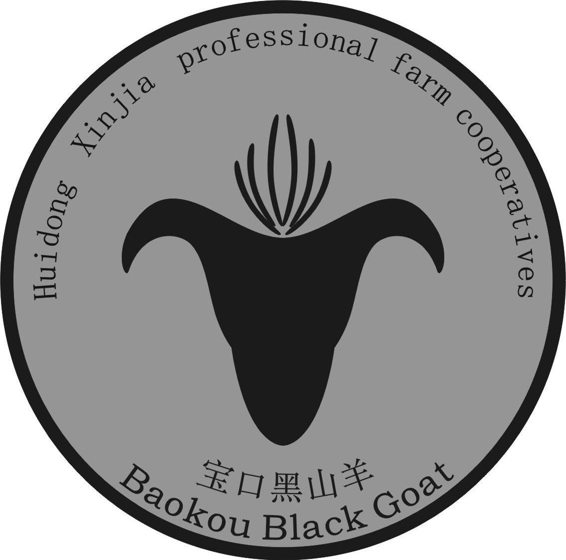 宝口黑山羊 baokou black goat huidong xinjia professional farm