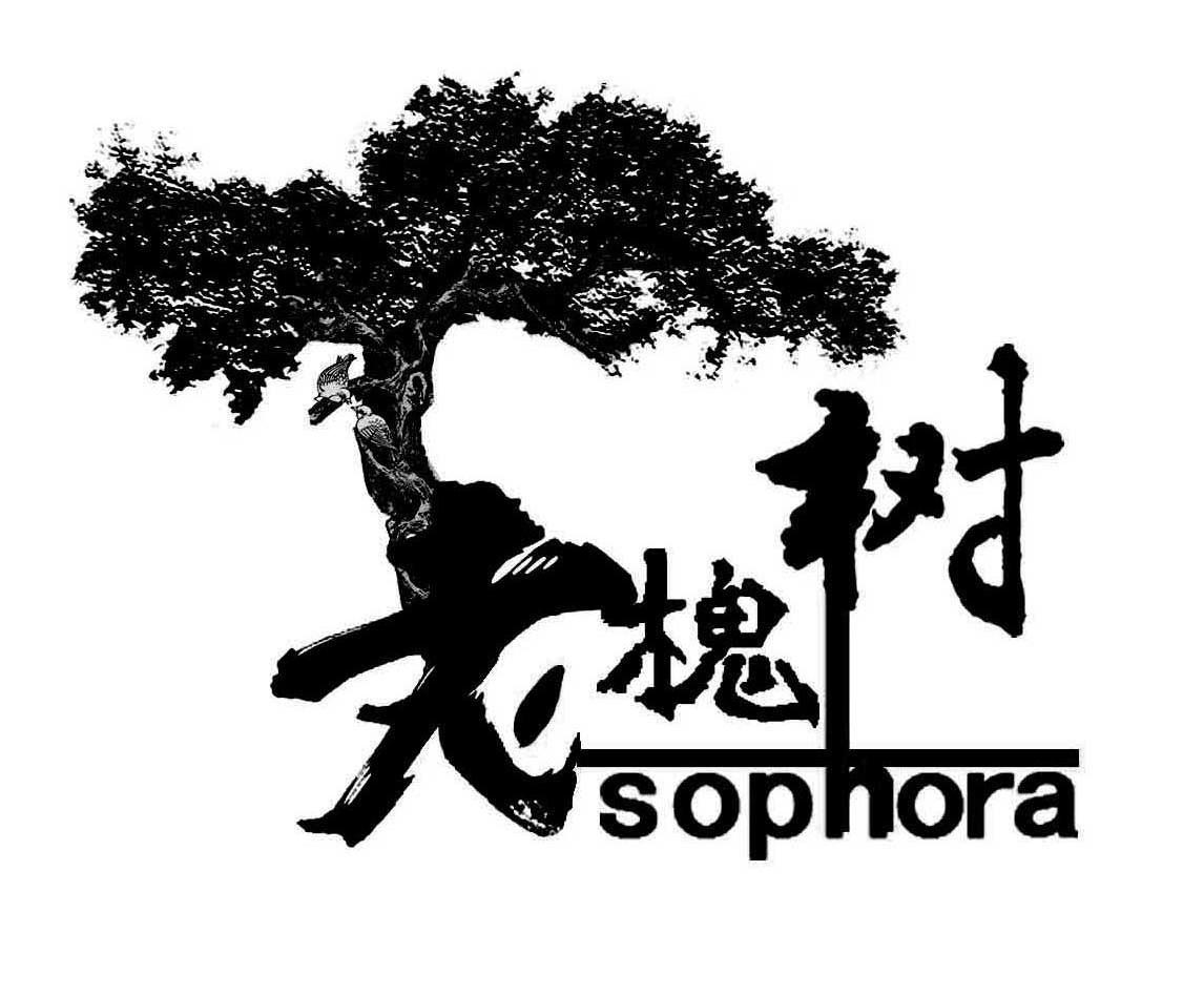 老槐树 sophora