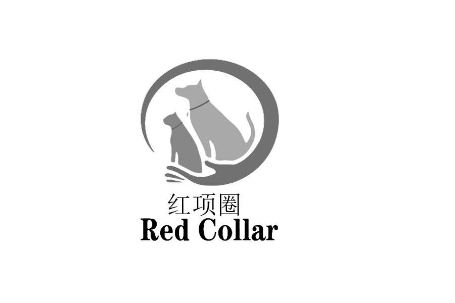 红项圈 red collar