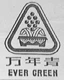 万年青 ever green