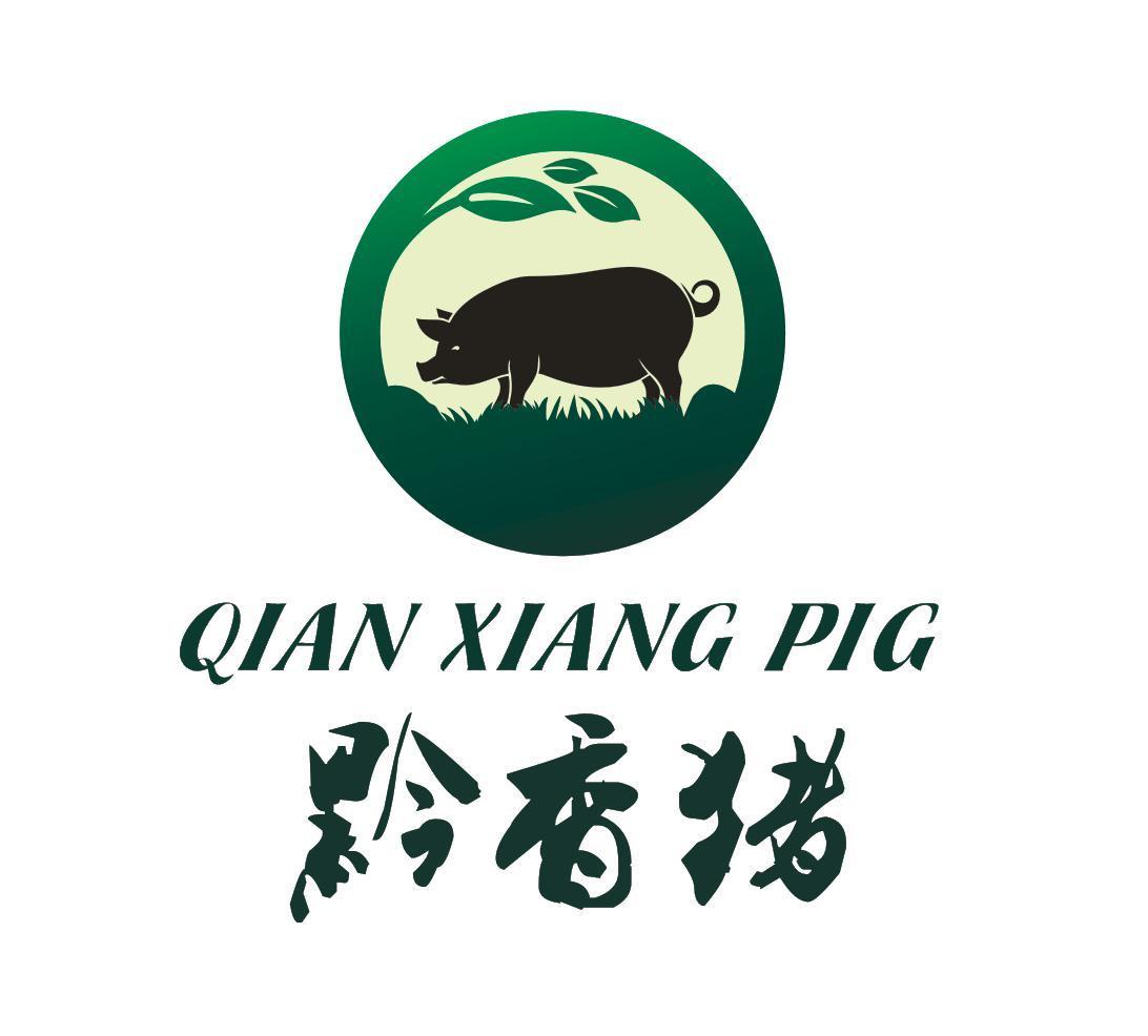 黔香猪 qian xiang pig