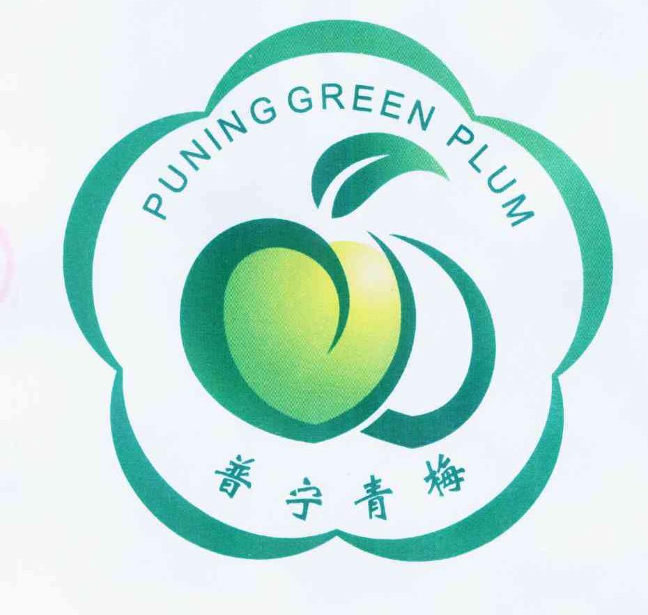 普宁青梅 puning green plum