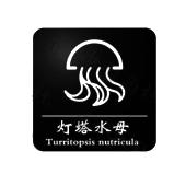 灯塔水母 turritopsis nutricula