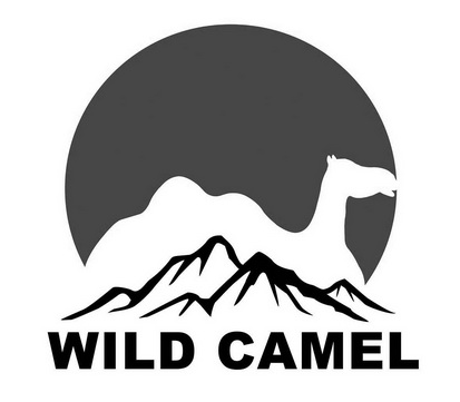 wild camel