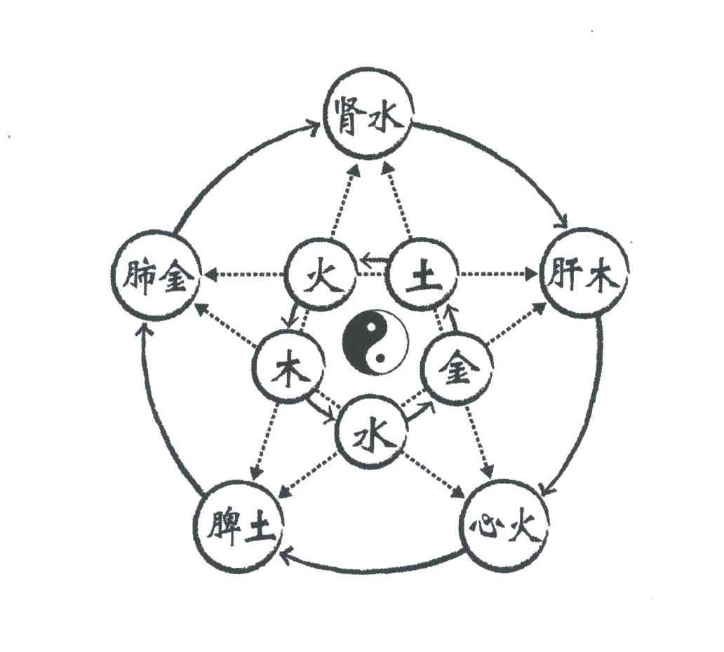 肝木金肺金木水火土脾土腎水心火