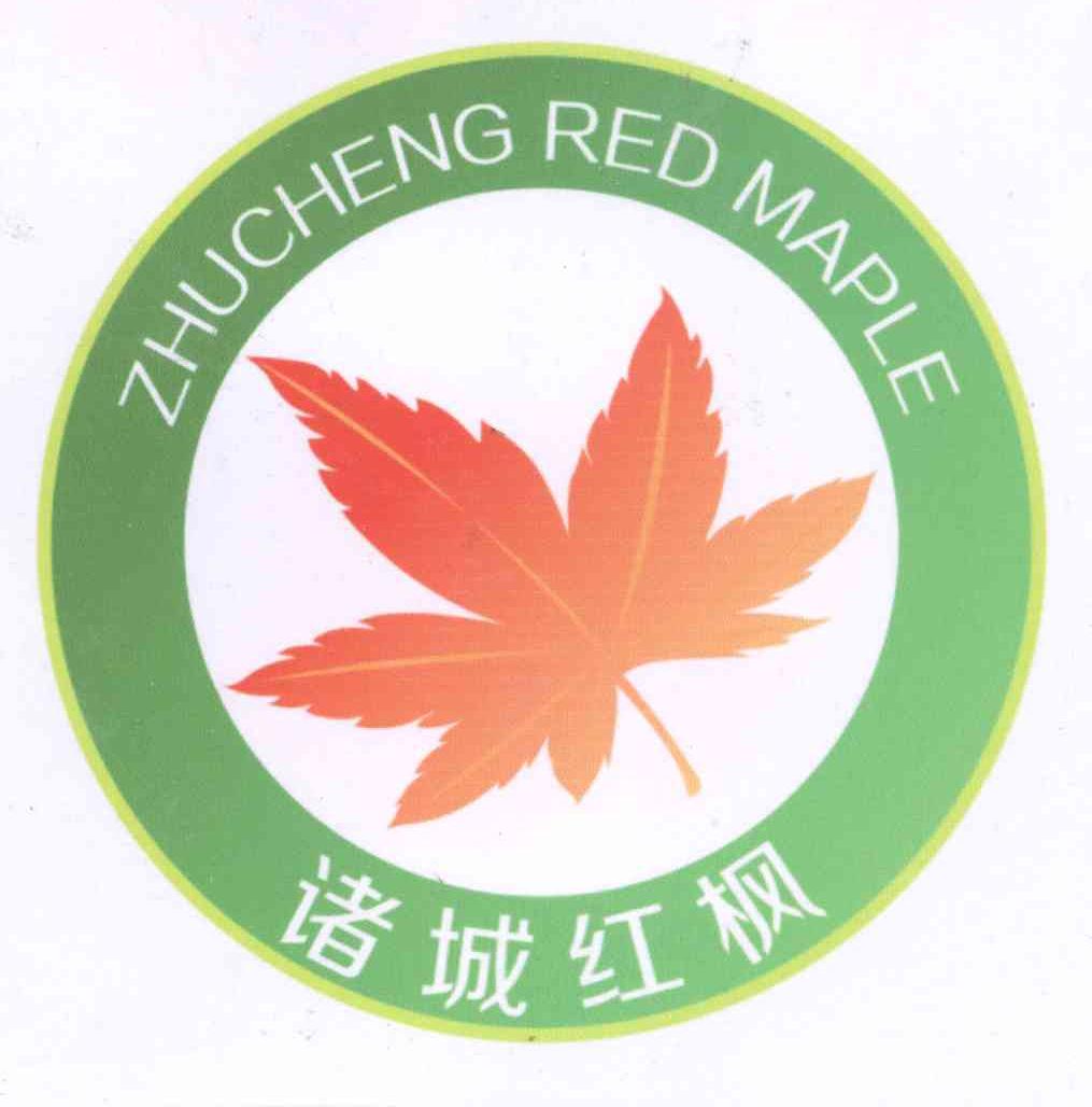 诸城枫叶 zhucheng red maple